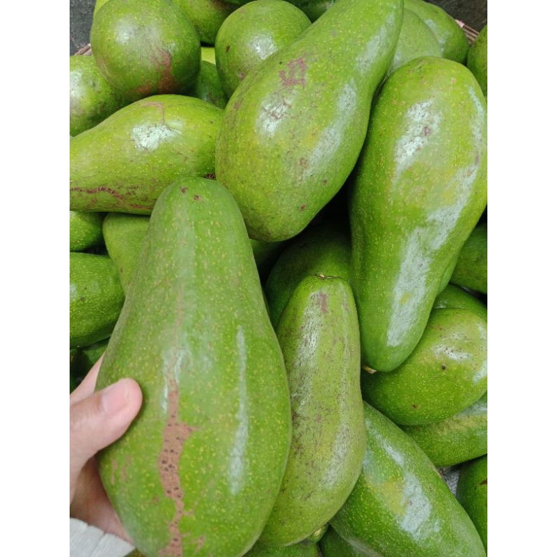 

Alpukat Mentega (Pluang)