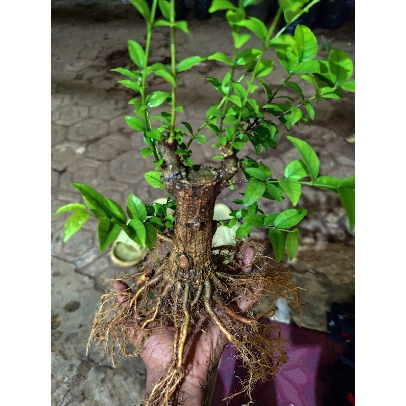 anting putri prokar prospek