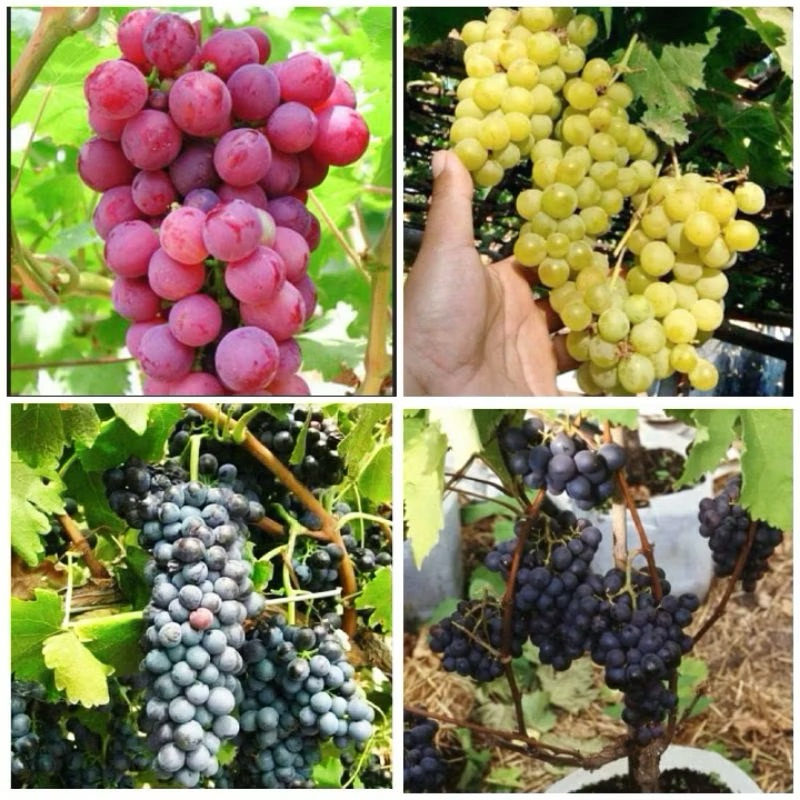 Bibit anggur 1 paket berisi 4 jenis bibit Anggur (4 Jenis Anggur Genjah Mudah Berbuah)