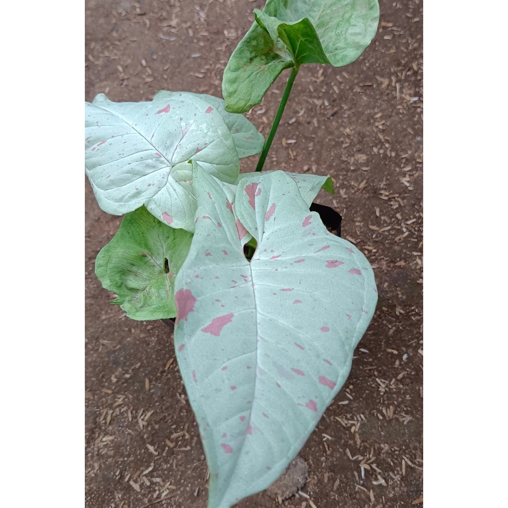 SYNGONIUM "MILK CONFETTI"