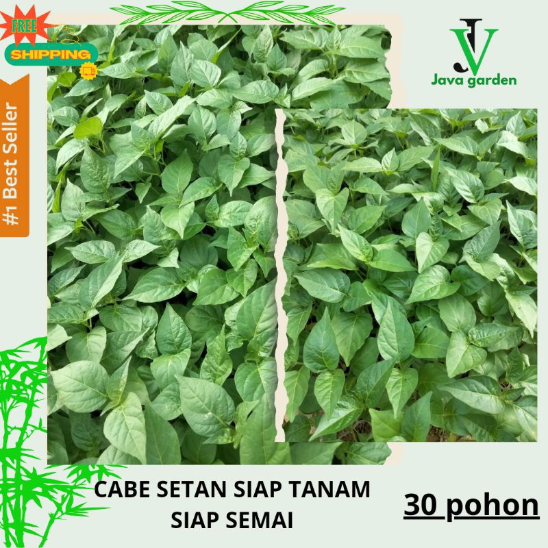 30 POHON BENIH BIBIT CABE SETAN|BIBIT CABE SETAN SIAP TANAM SEMAI