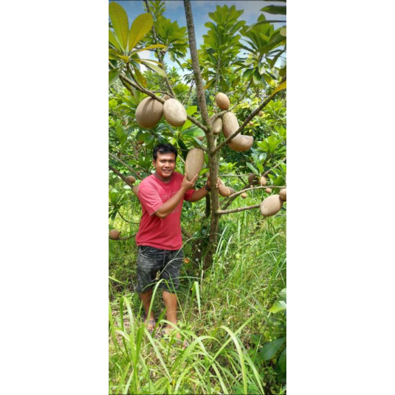 mamey sapote sambung susu, cangkok
