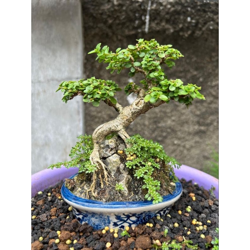 bonsai sancang otr / tanaman bonsai sancang mame