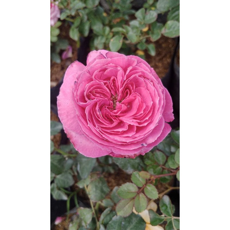 Mawar Import Yuzen, Mawar pink