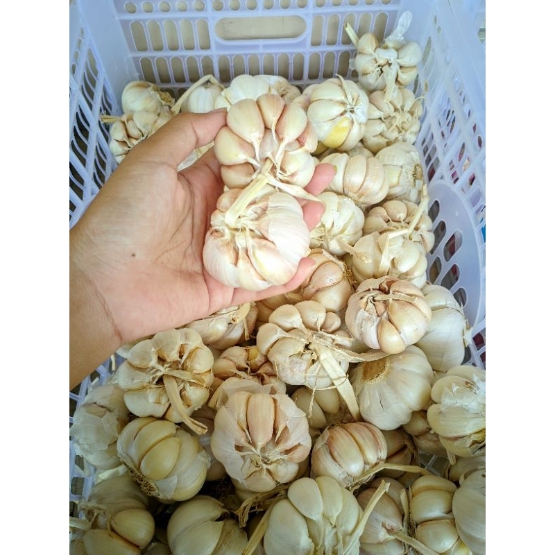 

BAWANG PUTIH