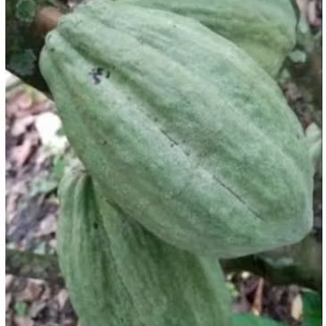 

BUAH COKLAT(BUAH KAKAO) MATANG DI PETIK LANGSUNG DARI POHON NYA
