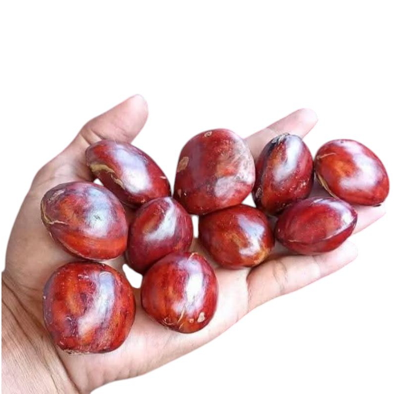 

INSTAN - JENGKOL TUA FRESH PILIHAN 500GRAM