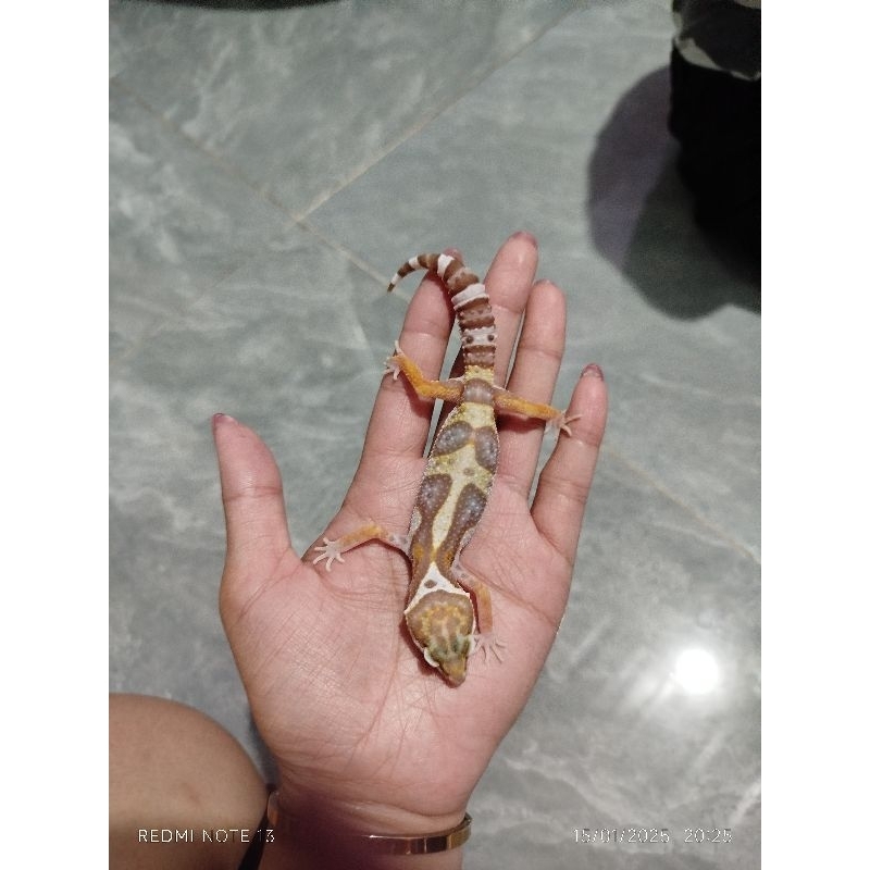 mainan gecko snow tremper