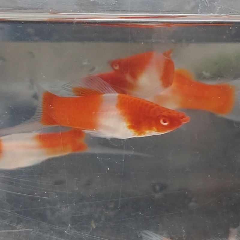 Hiasan Akuarium ikan Platy Kohaku / santa clause swordtail