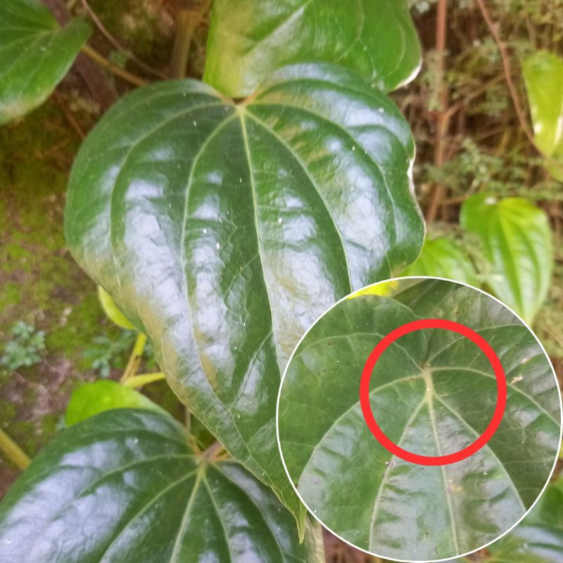 

Daun Sirih Temu Ros Ketemu Ruas Segar