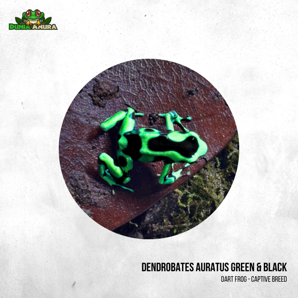 Katak hias dart frog Auratus green and black