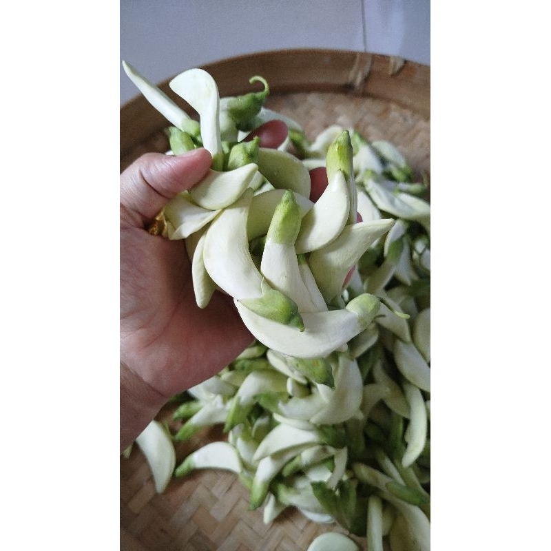

KEMBANG TURI di petik pas ada pesenan ya jadi fresh