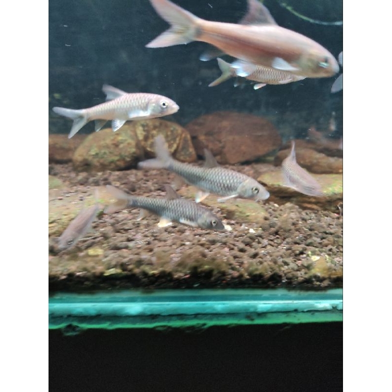 

ikan mahseer putitora hb lempon 6-7 cm