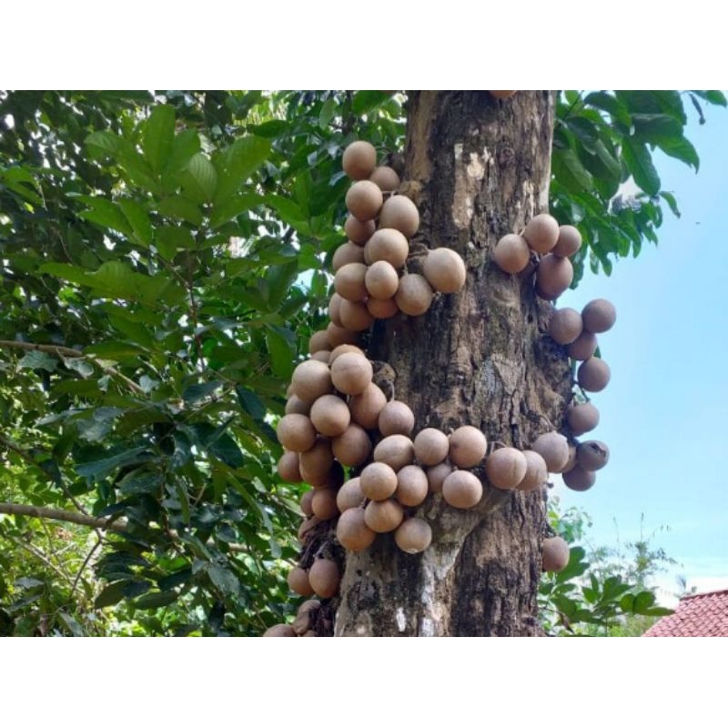 Buah kepel 1kg segar ready