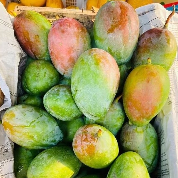 

Mangga Brazil l Mangga Erwin Mirip Kiojay Segar 1kg Fresh IGNACIOBOX