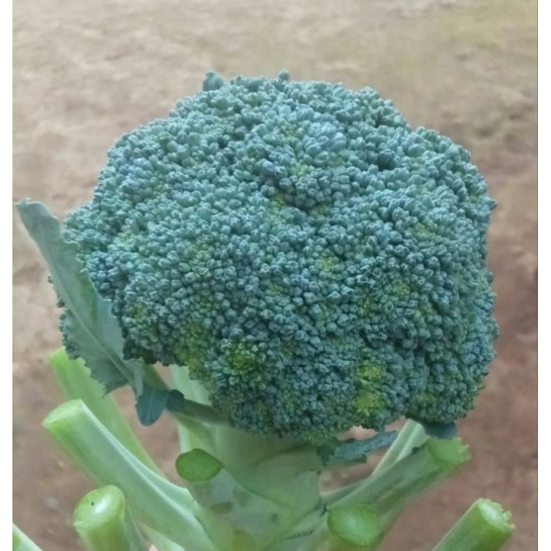 

Brokoli hijau harga promo per 500 gr dari Bandung