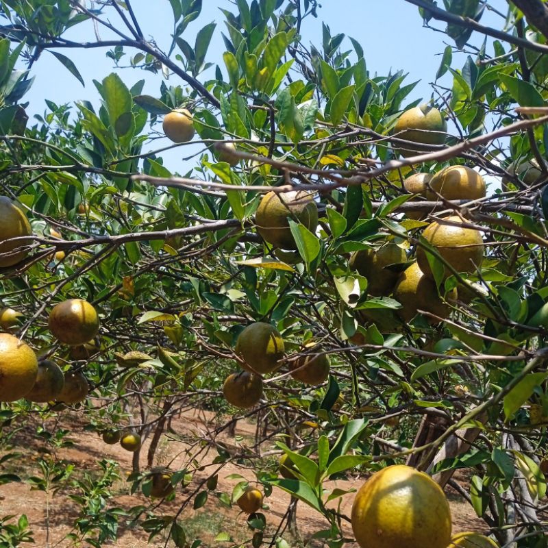

JERUK ASLI PETIK POHON 1KG
