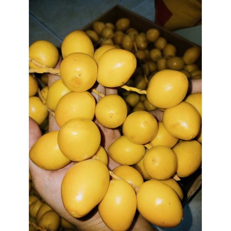 

KURMA MUDA BARHEE MANIS SEPET 1 KG LAMUNI