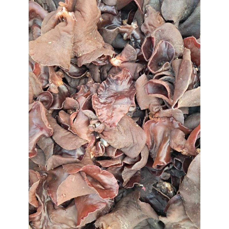 

Jamur Kuping 250 gr, 500 gr, 1 kg