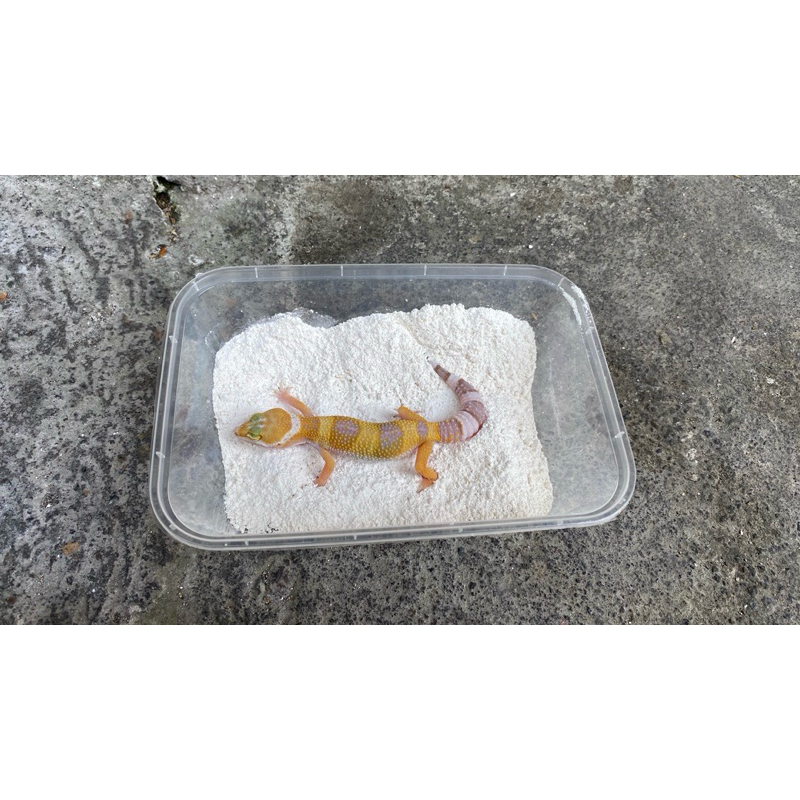 PASIR DOLOMIT ALAS LEOPARD GECKO