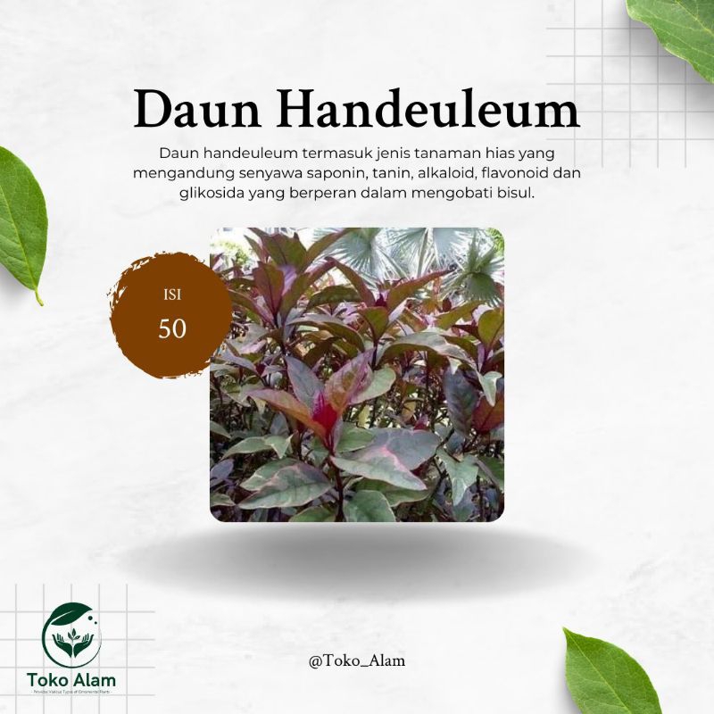 

Daun Handeuleum 50 Lembar