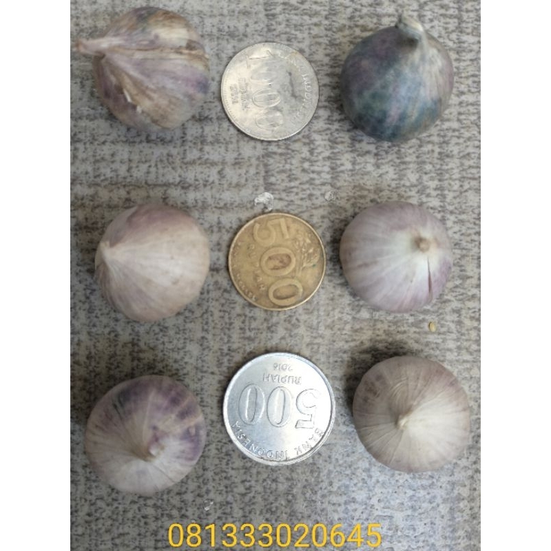 

Bawang putih tunggal / bawang putih lanang termurah