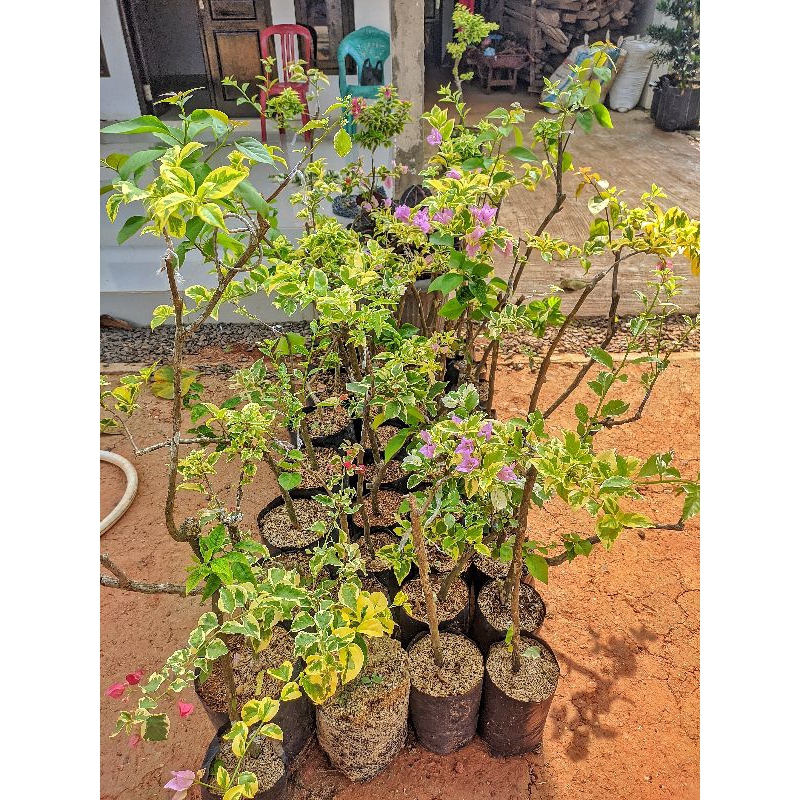 Bunga Bougenville  3 Warna