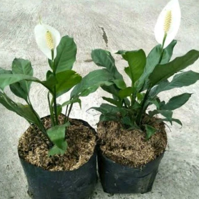 TANAMAN HIAS PEACE LILY (BUNGA PEACE LILY)