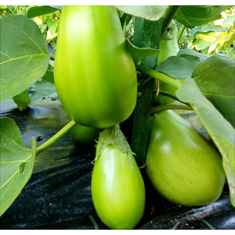 25 Benih Terong Pondoh Hijau