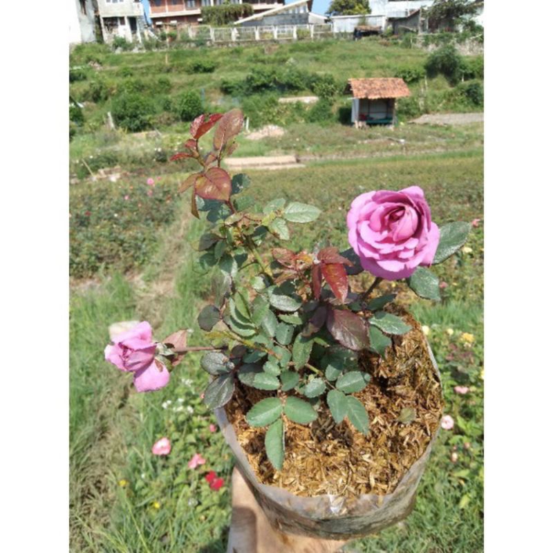 Bunga mawar ungu import