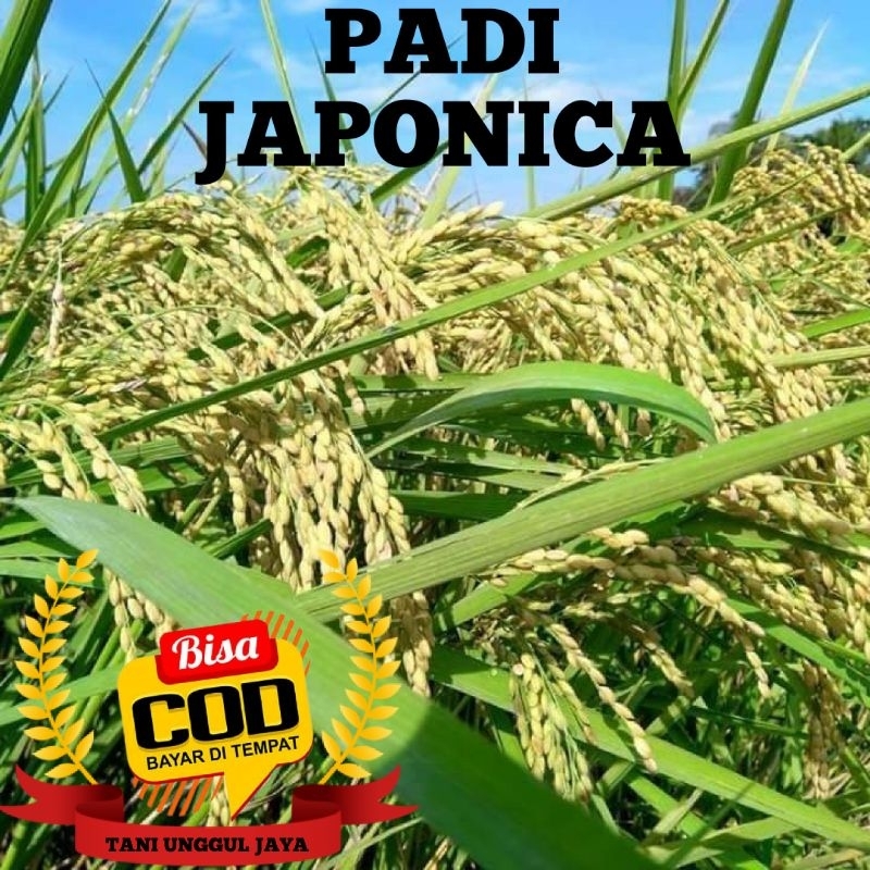 BENIH PADI JAPONICA / PADI JEPANG KEMASAN 1KG