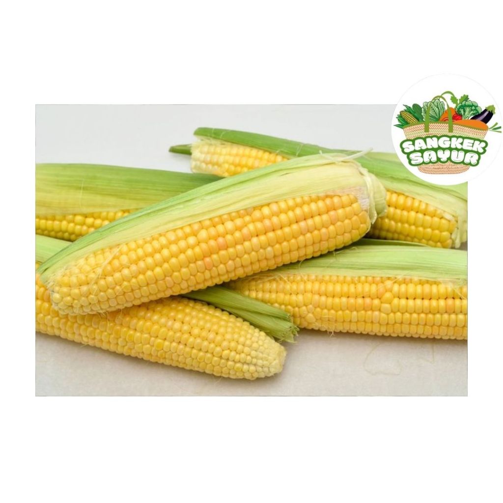 

Jagung - sangkek.sayur PALEMBANG