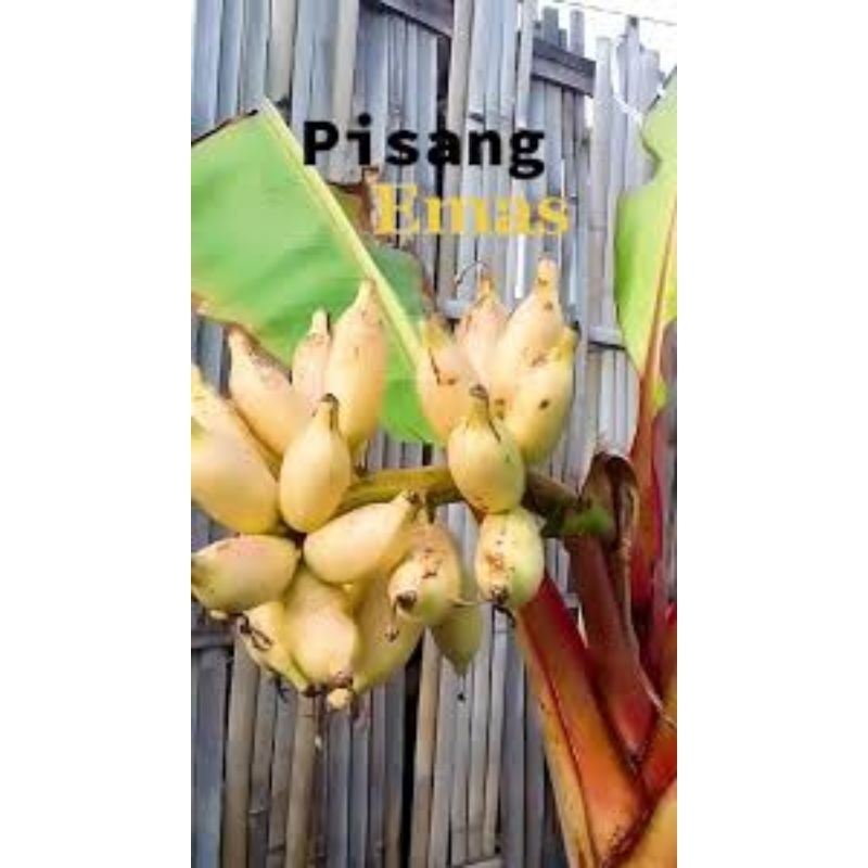 bibit pisang mas