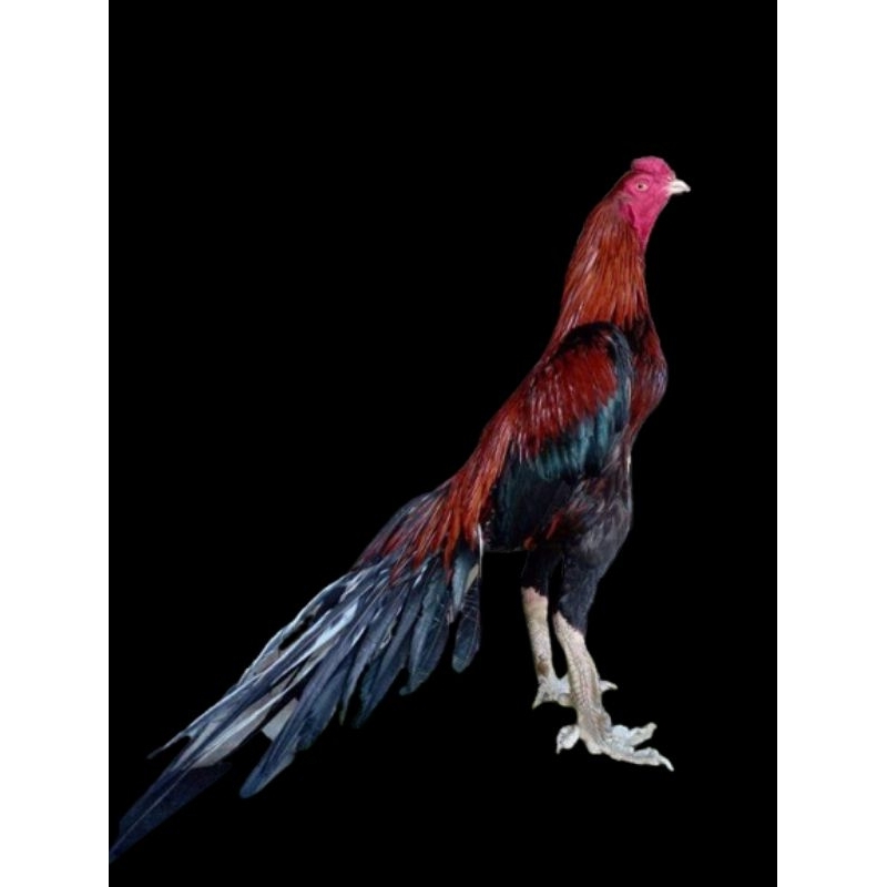 

telur vertil ayam ekor lidi super kaku