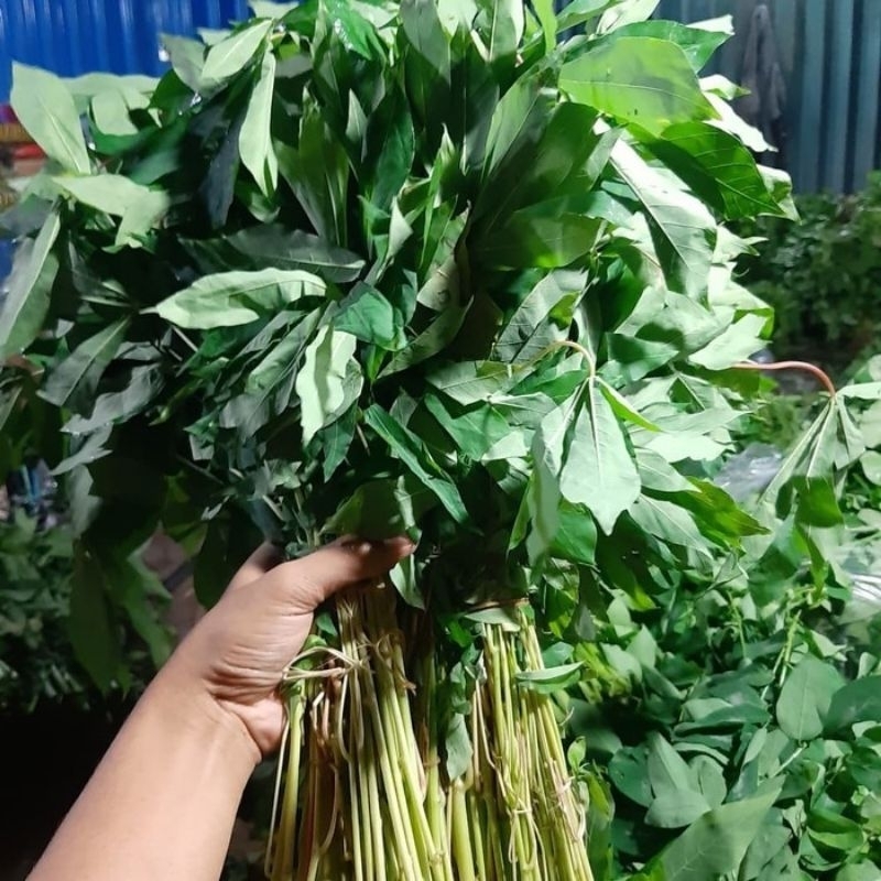 

Daun singkong/ Daun ketela