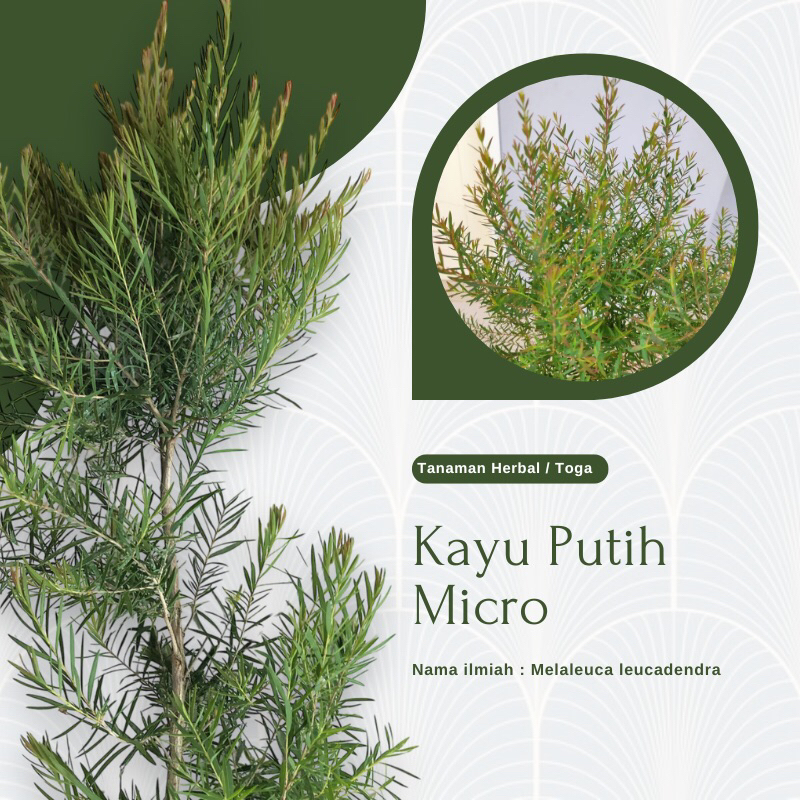 Tanaman Herbal Pohon Kayu Putih Micro