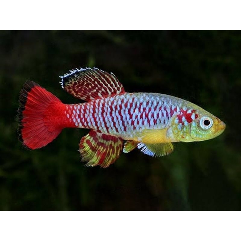 Killifish Guentheri Gardneri