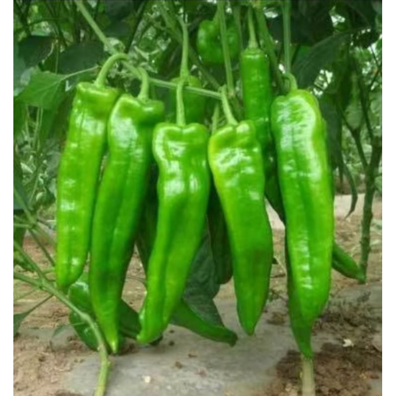 5 Benih Cabai Besar Jumbo