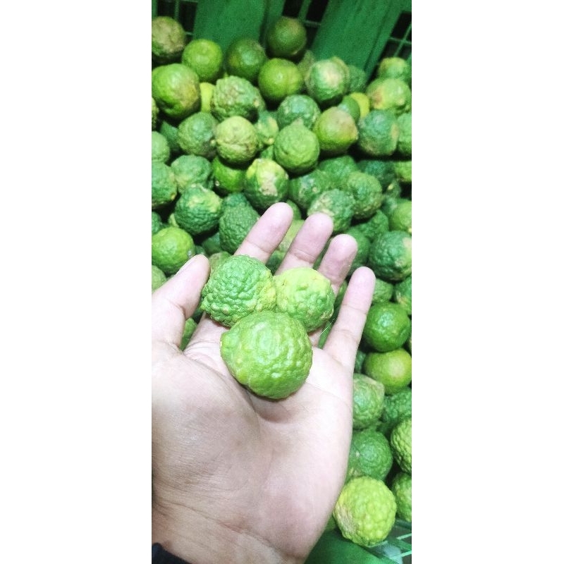 

Jeruk Purut •500Gram