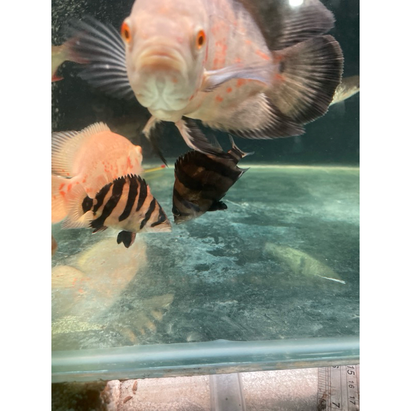 datz sumatra 3 half bar