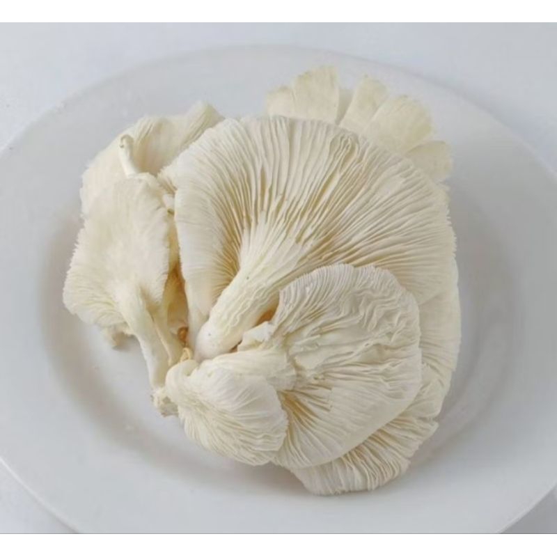 

JAMUR TIRAM Super Fress 1 Kg