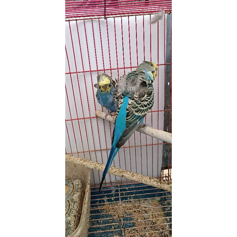 indukan parkit Hagoromo semi jinak