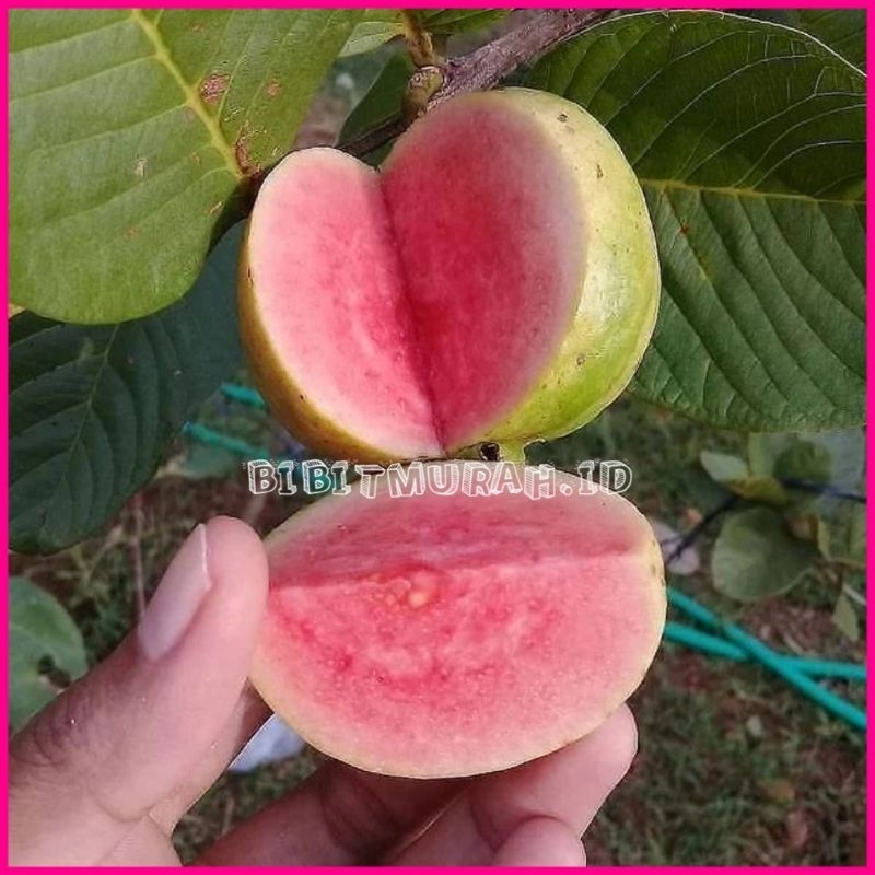 

BIBIG JAMBU KRISTAL MERAH