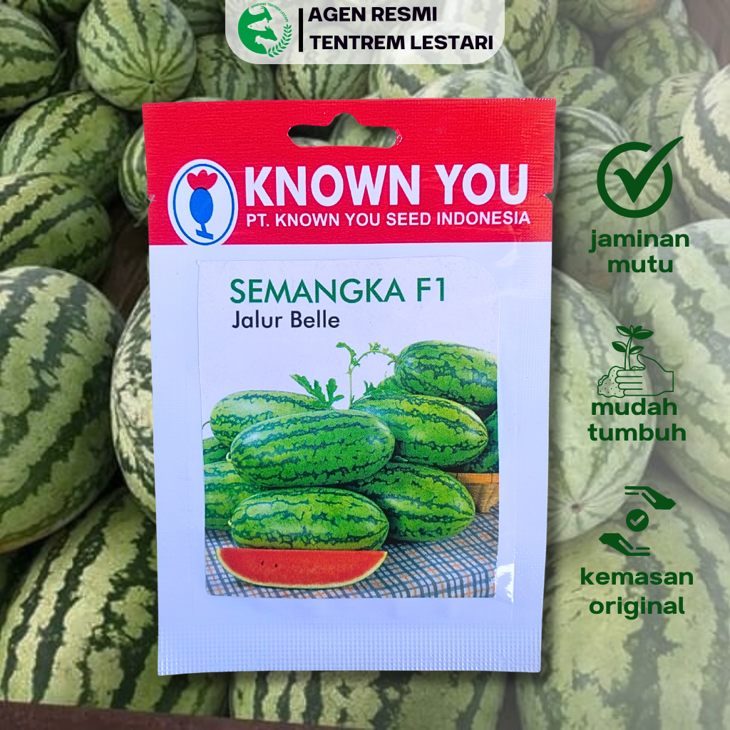 Benih Semangka F1 JALUR BELLE 7 seed Known You Seed Lonjong & Manis