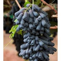 bibit anggur import moondrop lonjong hitam super