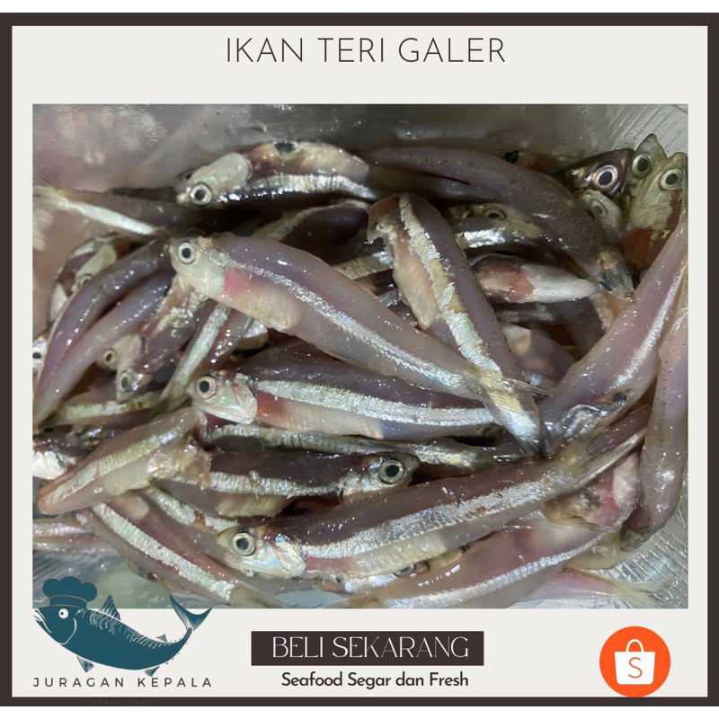 

IKAN TERI SEGAR 1 kg