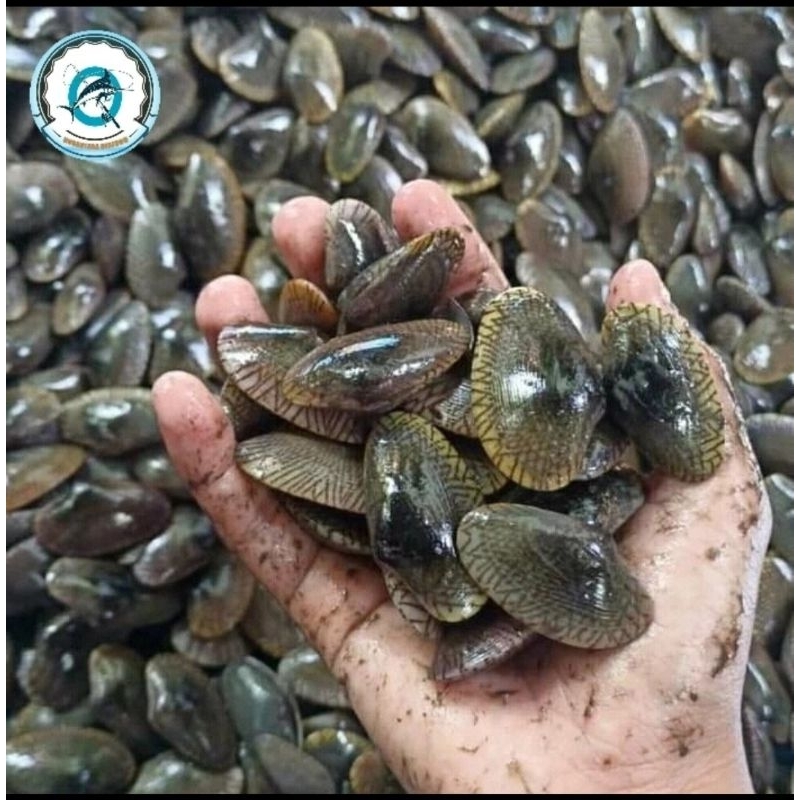 

kerang batik
