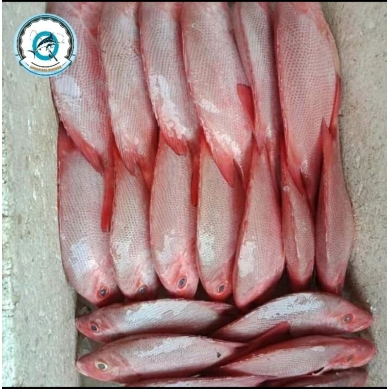 

Ikan kakap merah