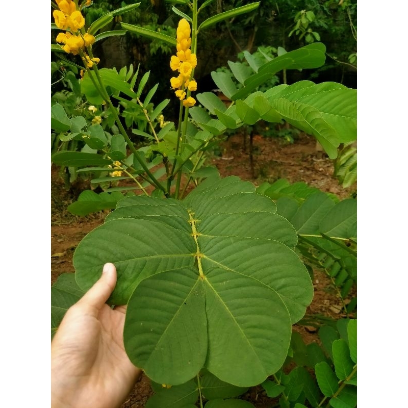 

daun ketepeng cina segar 100gr obat kulit