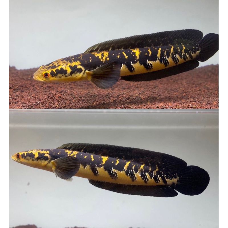 Hiasan aquarium maru ys 17-20cm
